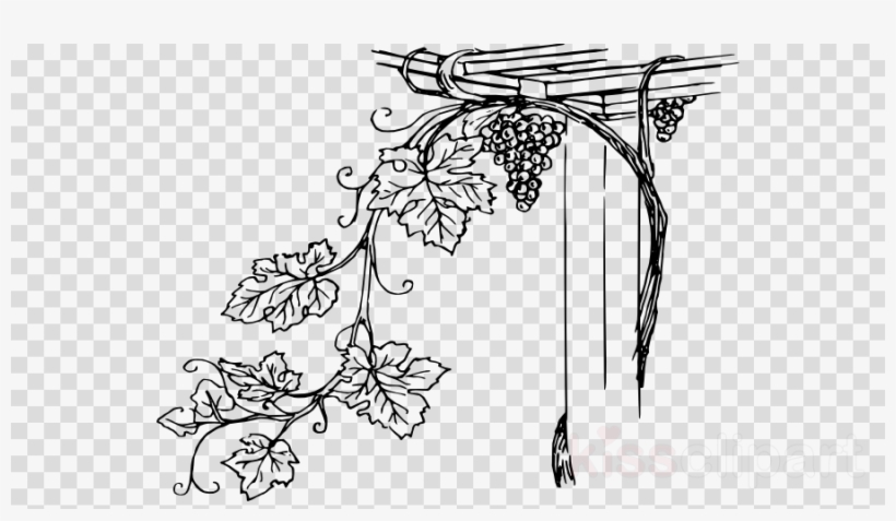 Grape Vine Clipart Common Grape Vine Vitis Girdiana - Water Droplets Transparent Background, transparent png