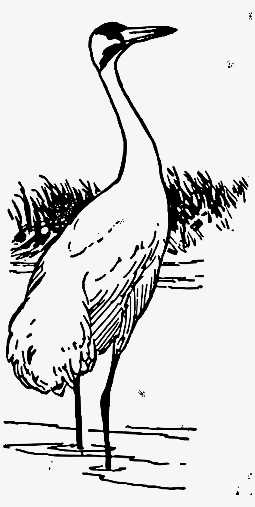 This Free Icons Png Design Of Whooping Crane, transparent png