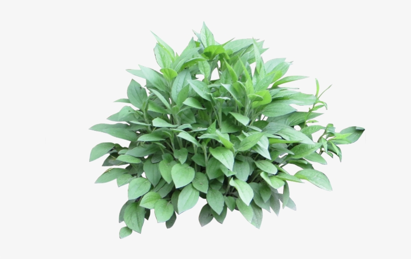 Potted Plants Clipart Shrub Plant - Shrub Photoshop, transparent png