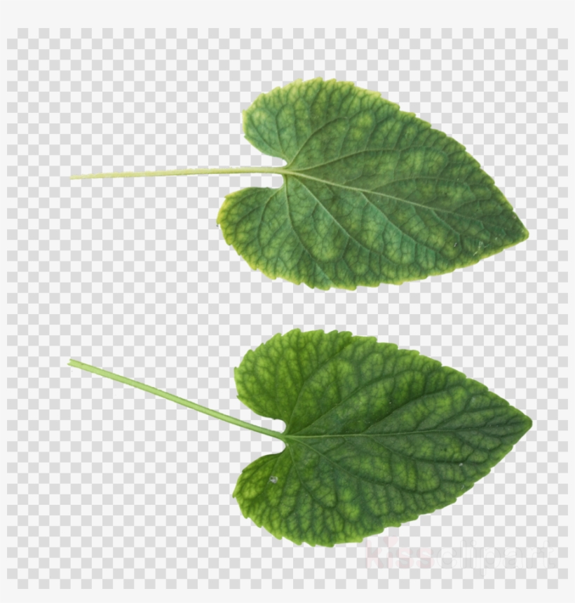 Download Leaf Png Clipart Clip Art Leaf - Portable Network Graphics, transparent png