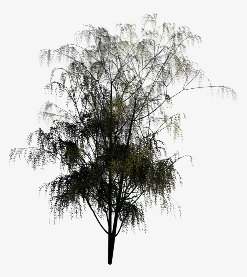 Feel Free To Use The Above Royalty-free - Pond Pine, transparent png