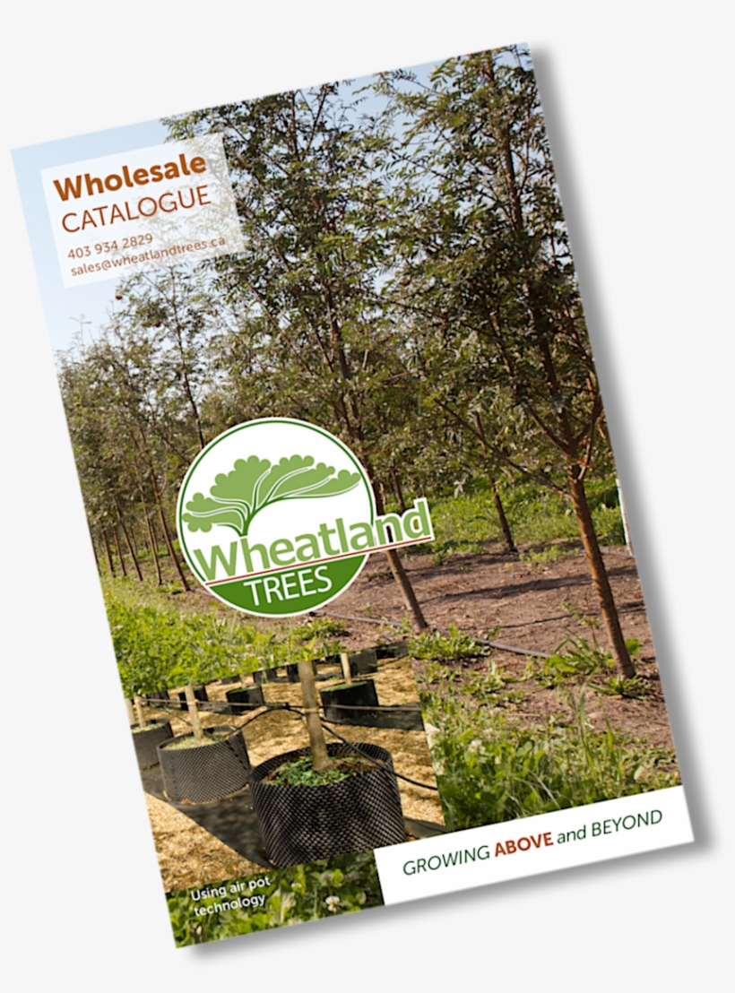 Wheatland Trees Wholesale Catalogue - Flyer, transparent png