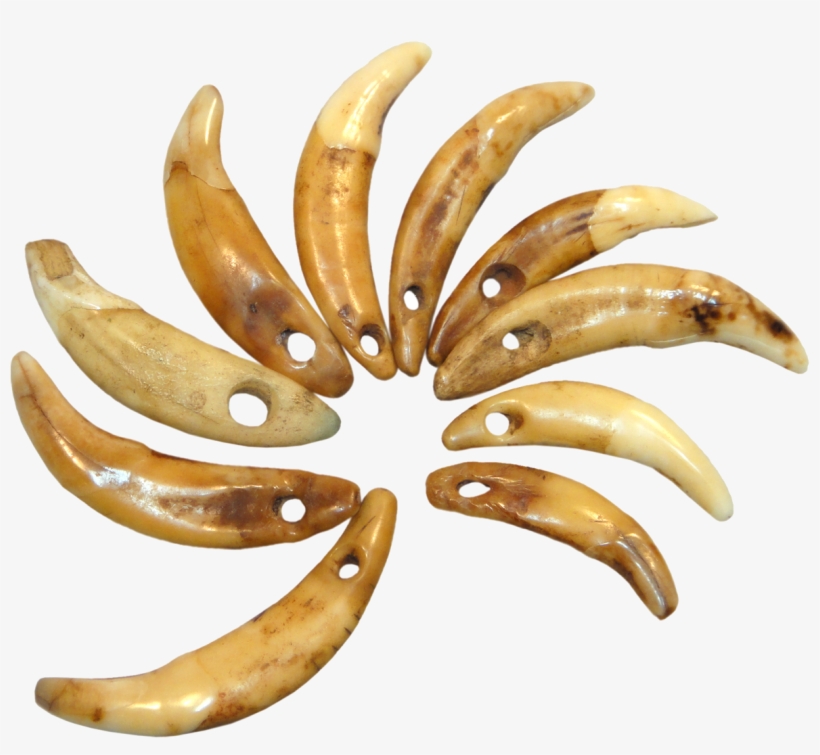 Papua New Guinea, Pierced Dog Canine Teeth - Matoke, transparent png