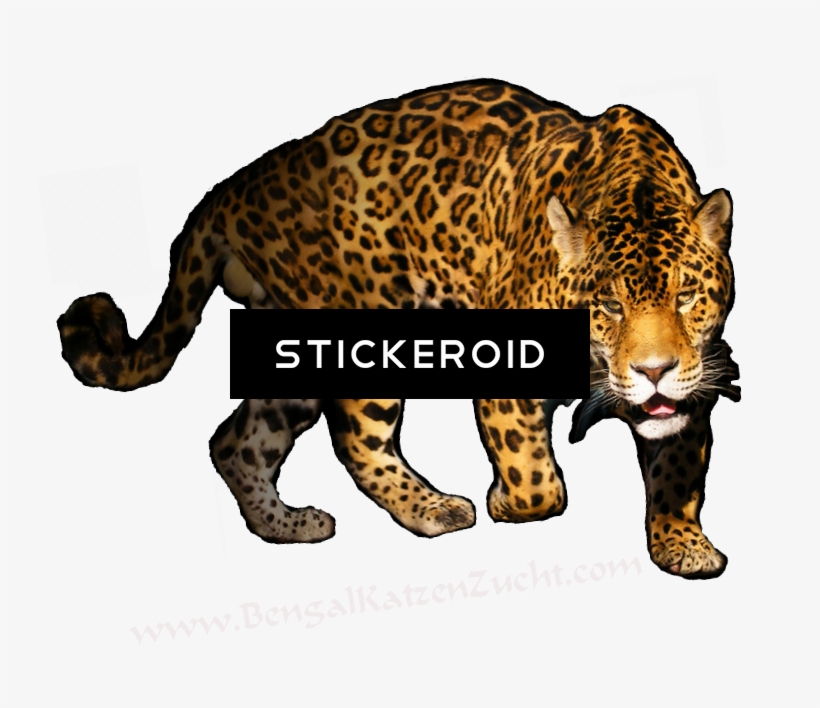 Leopard - Vliesová Fototapeta Dimex Panter | 220x220 Cm - 758x628 PNG