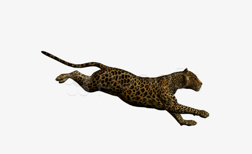 Running Leopard Png Photo - Leopardo Corriendo En Fondo Blanco, transparent png