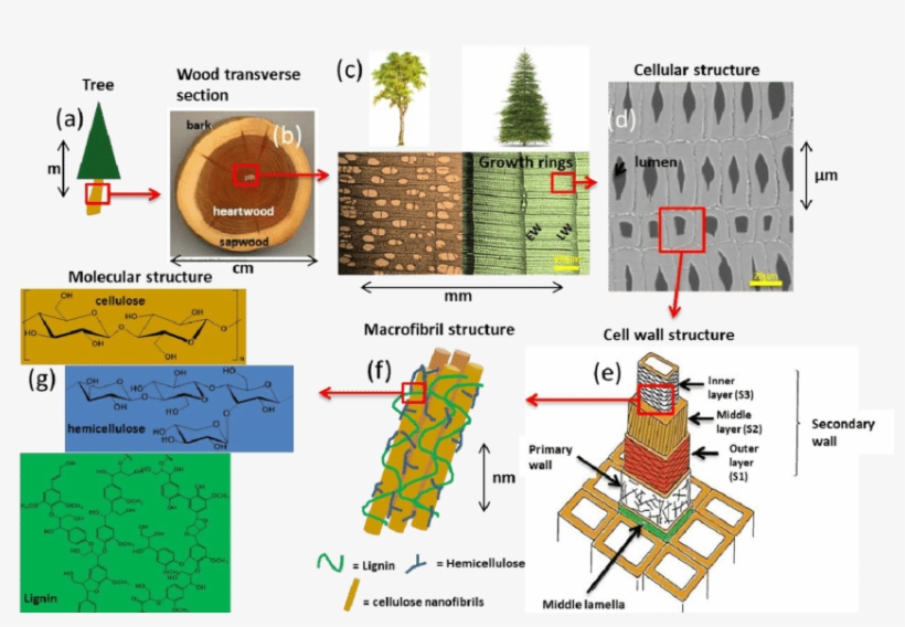 Cell Wall Polymers' Structure In Trees From Tree To - Diagram, transparent png
