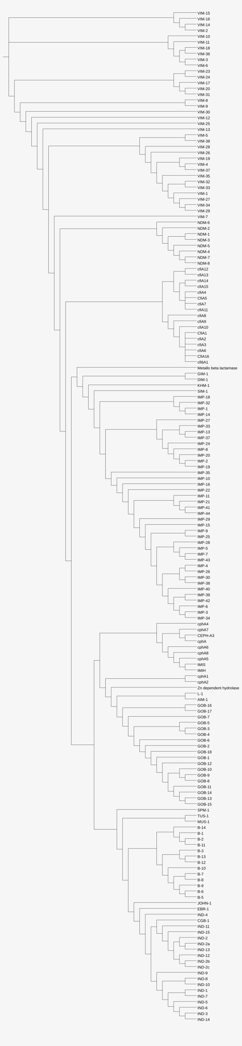 Regular Phylogenetic Tree Of Β-lactamases A With Heatmap - Phylogenetic Tree, transparent png