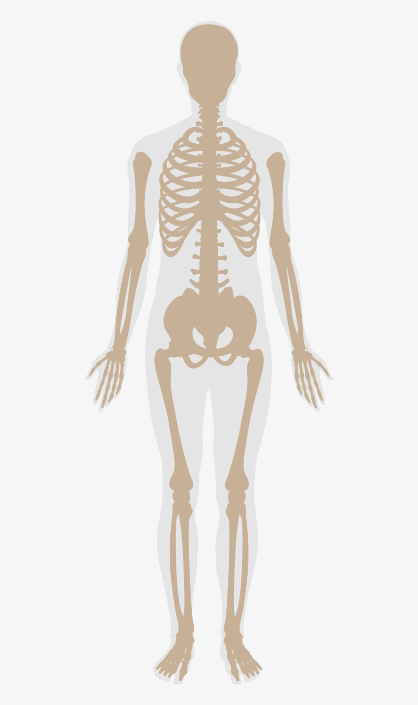 In Addition, Features Provide Guidelines For Fitness - Skeleton, transparent png