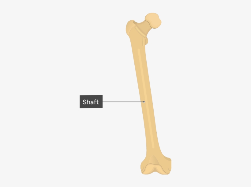 Shaft - Femur Bone - Anterior View - Femur Bone, transparent png