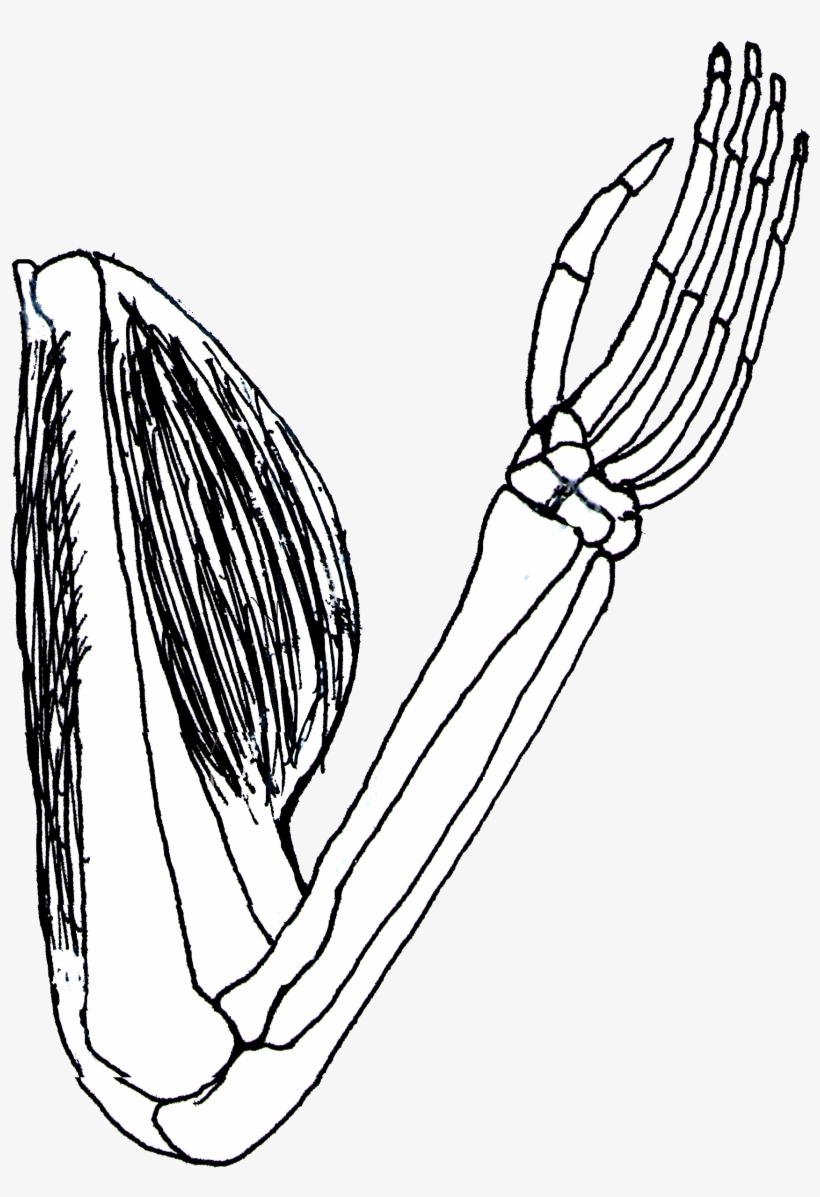 Vector Clip Art Online, Royalty Free Public Domain - Biceps And Triceps Clipart, transparent png
