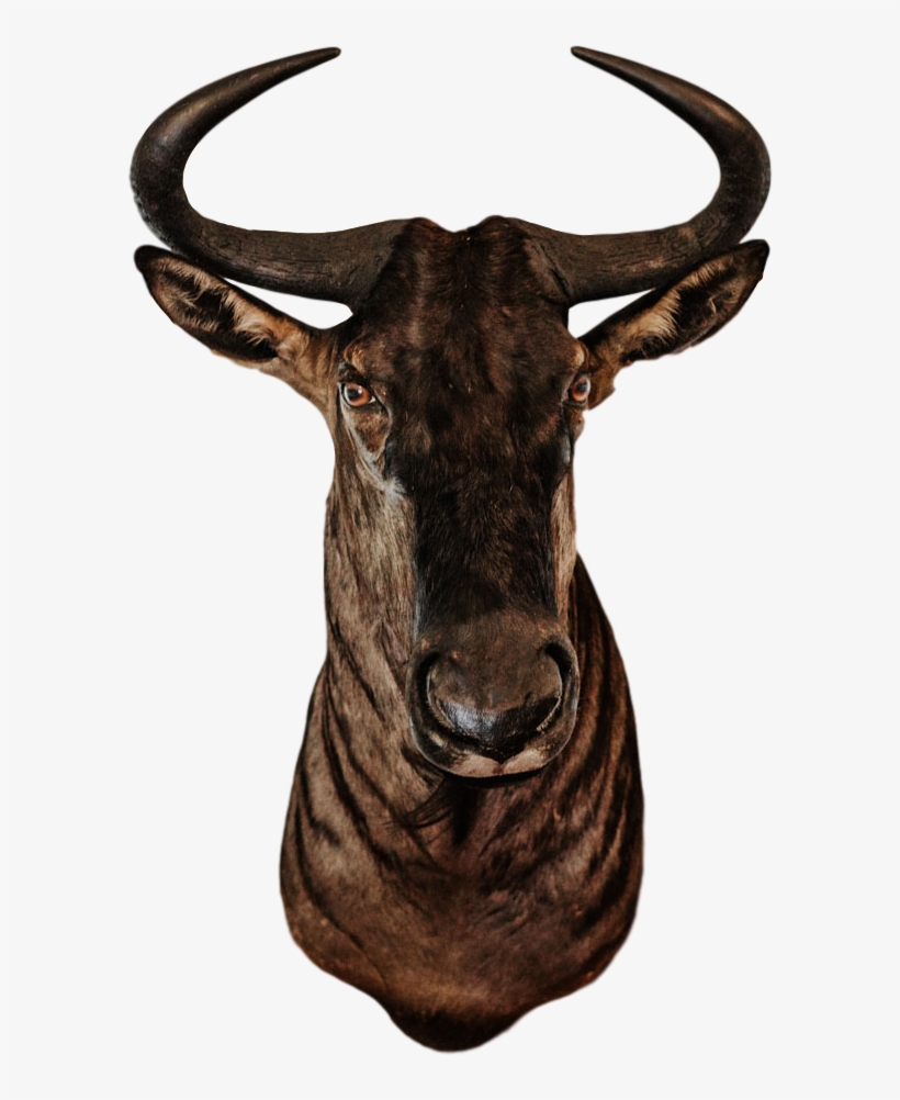 Trophy Room Collection - Trophy, transparent png