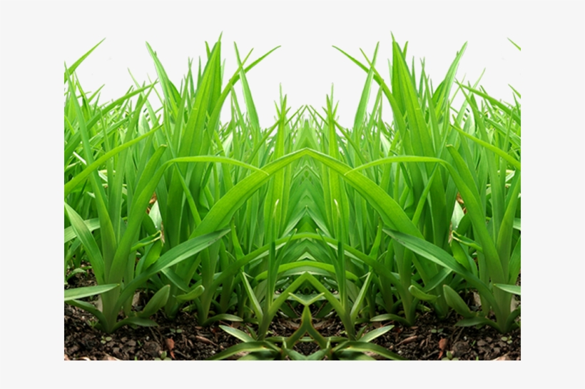 Grass Png Transparent Images - Picsart Editing Grass Png, transparent png