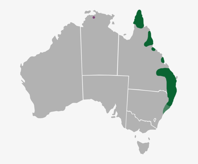 Protographium Leosthenes Range - Australian State And Territory Governments, transparent png