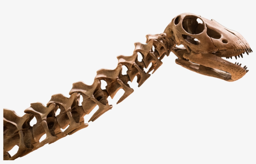 Footer - Tyrannosaurus, transparent png
