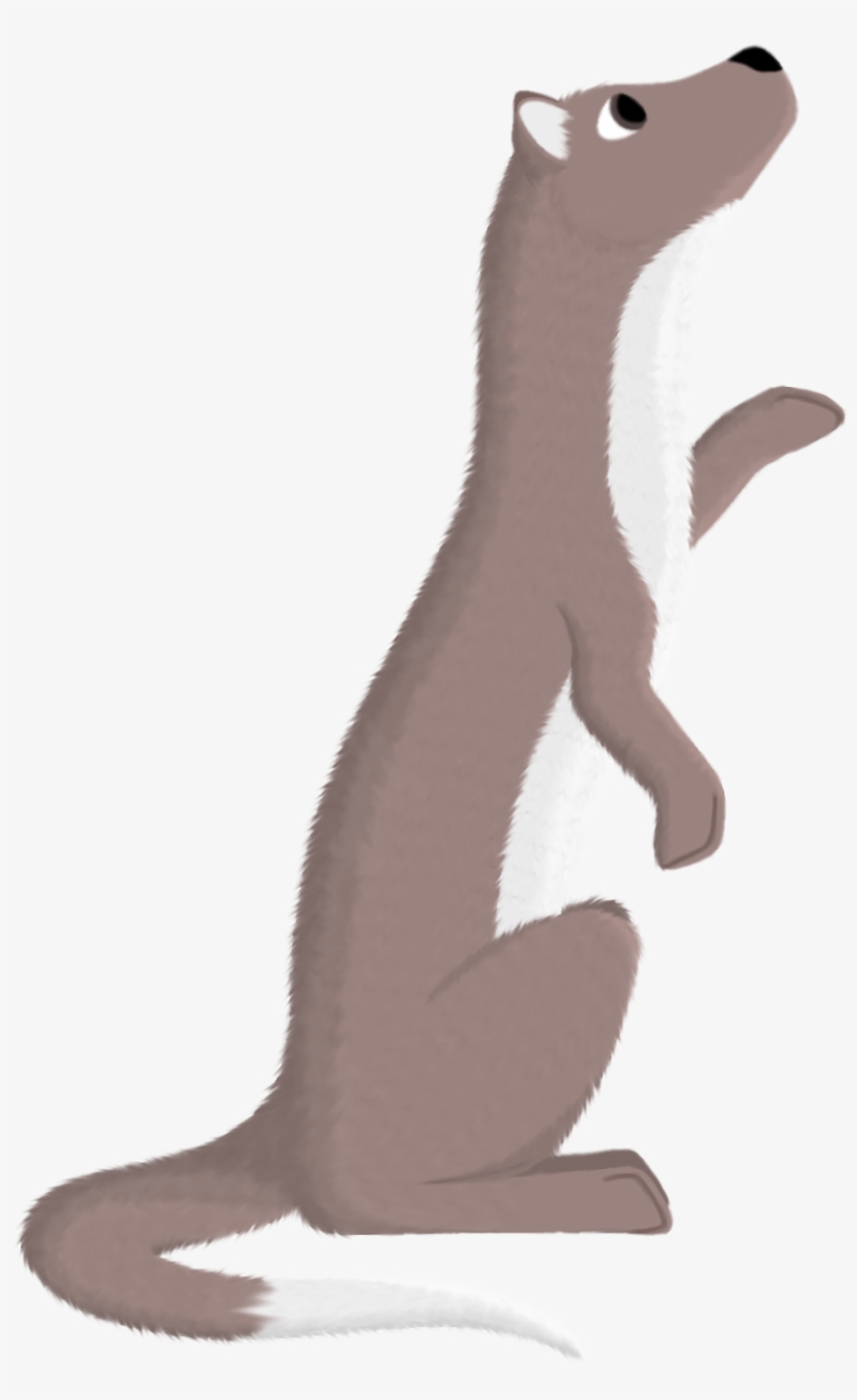 Stoat, transparent png
