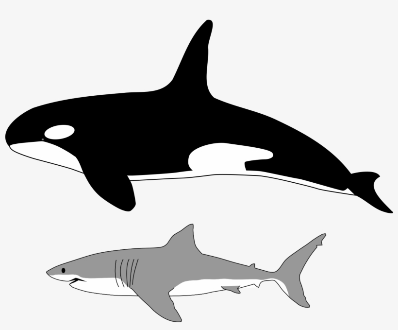 Comparison Of Size Of Orca And Great White Shark - Orca, transparent png