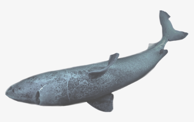 Shark - Humpback Whale, transparent png