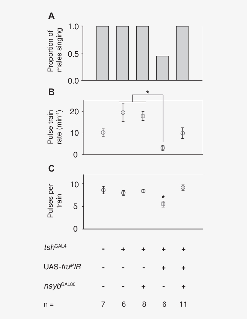 Expression Of Fru M Ir In Tsh-specifi C Pattern Reduces - Number, transparent png
