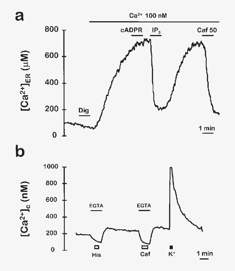 Cells Were Permeabilized By Perfusion With 20 M Digitonin - Diagram, transparent png