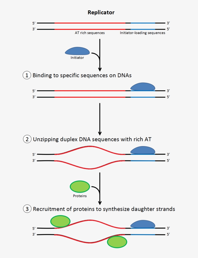 Dna Clipart Dna Replication - Réplication Adn Initiation, transparent png
