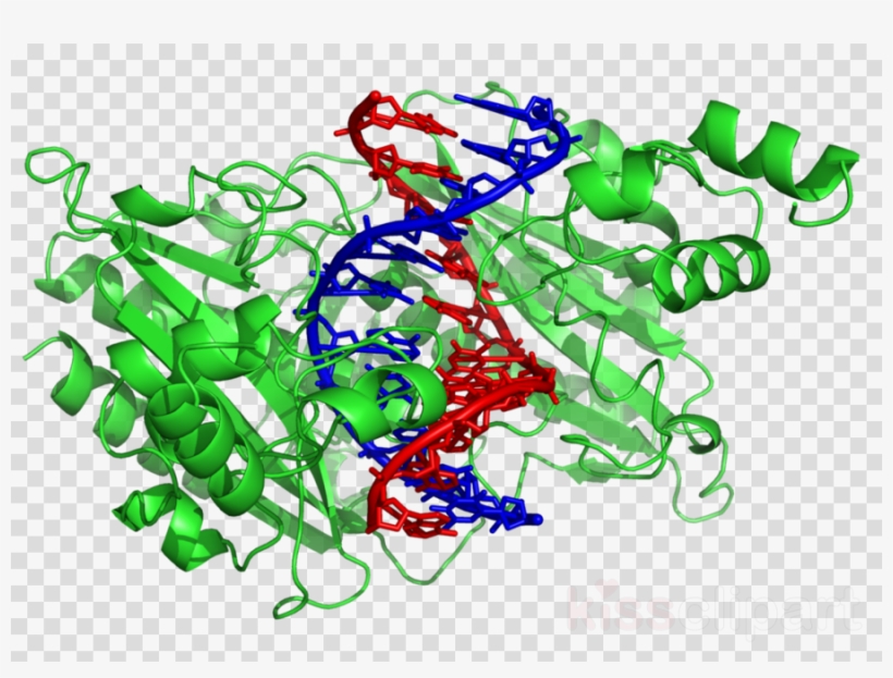 Protein Dna Clipart Dna-binding Protein Nucleic Acid - Enzyme De Restriction, transparent png