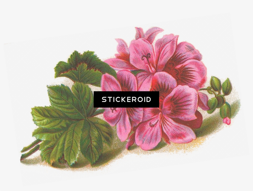 Lilac Flowers - Lined Music Paper With Flower Journal, transparent png