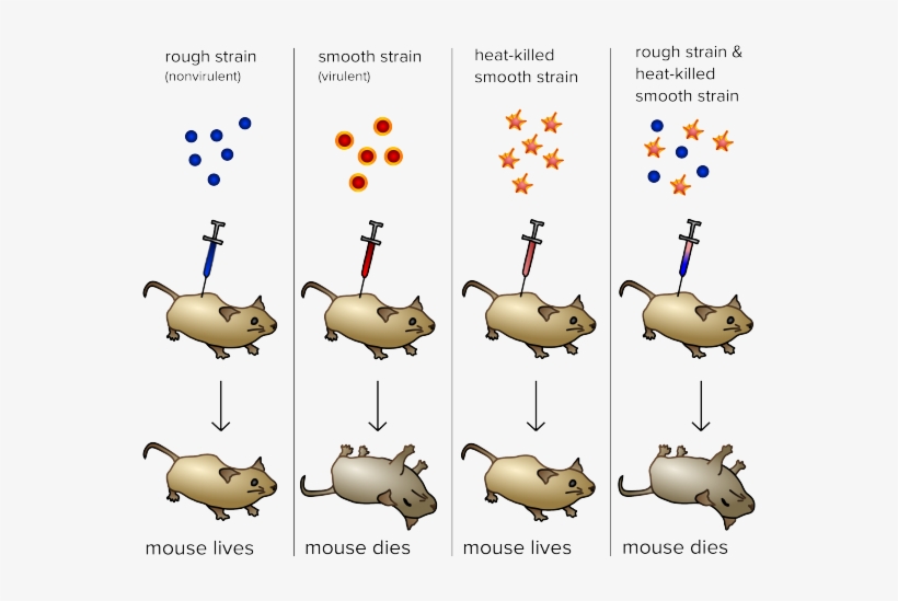 Dna Structure Clipart Life Science - Identification Of Genetic Material, transparent png