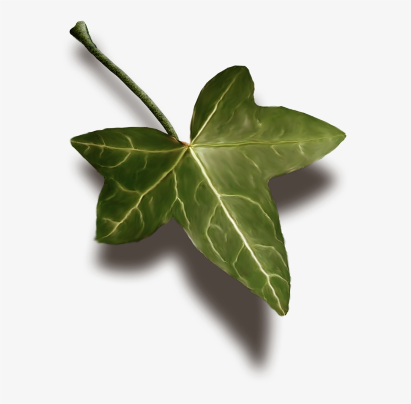 Read It - Maple Leaf, transparent png