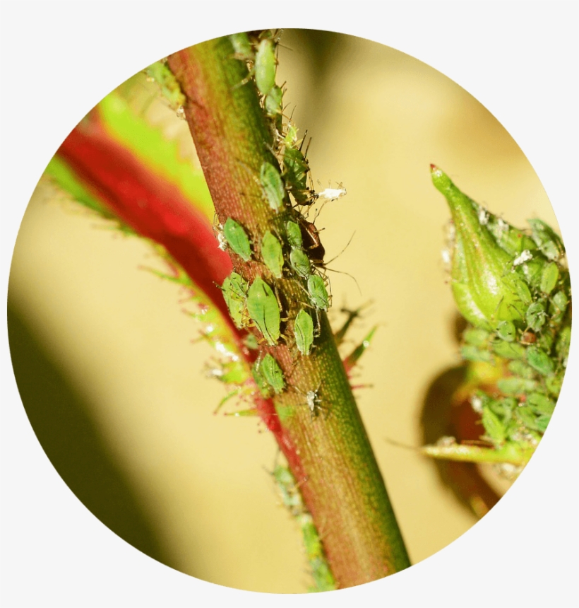 Greenfly Or Aphids Are Small Greenish Insects Which - Pulgones En Las Rosas, transparent png
