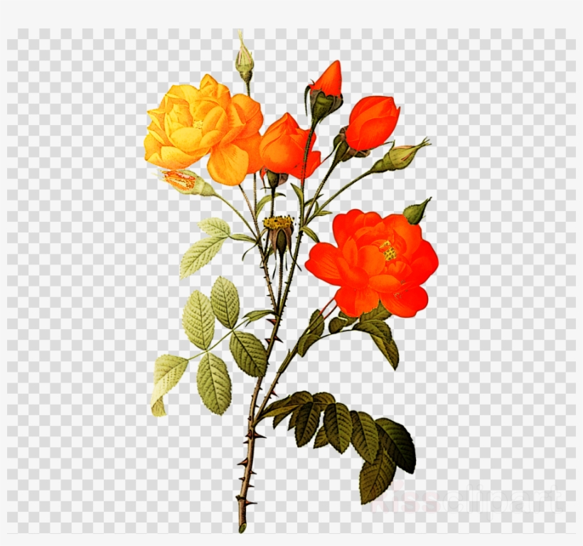 White Roses Png Clipart Botanical Illustration - White Rose Flowers Png Hd, transparent png