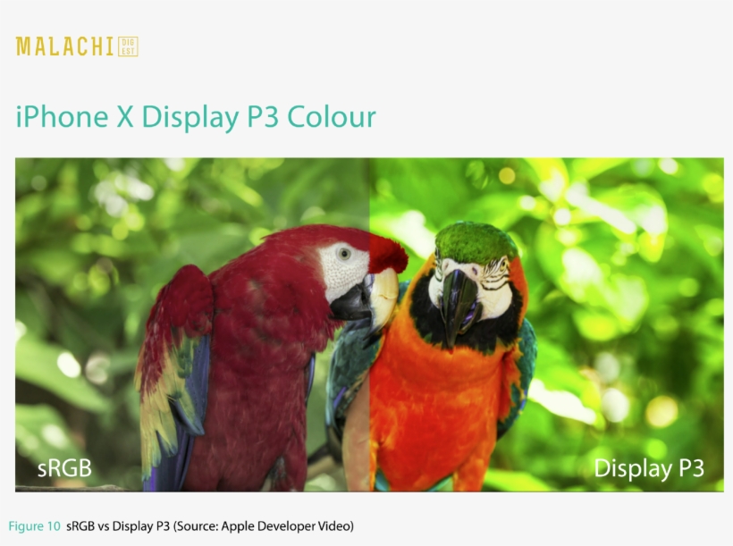 This Colour Means Richer, More Saturated Assets Could - Flora Y Fauna De Chiapas, transparent png