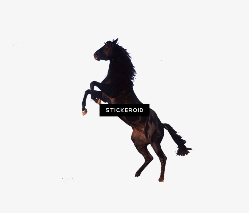 Horse - Standing Horse Clip Art, transparent png