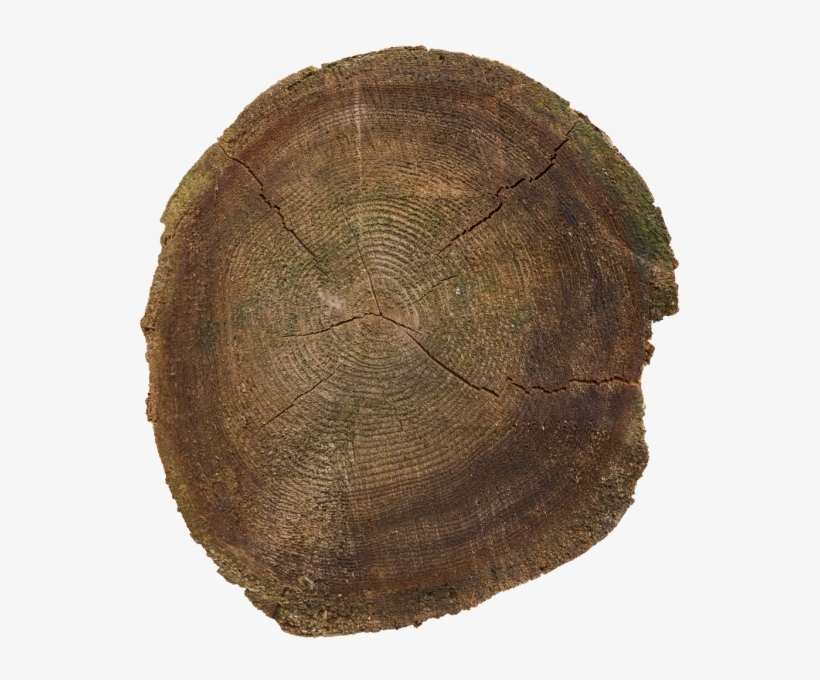 Materials - > - Nature - Tree Stump, transparent png
