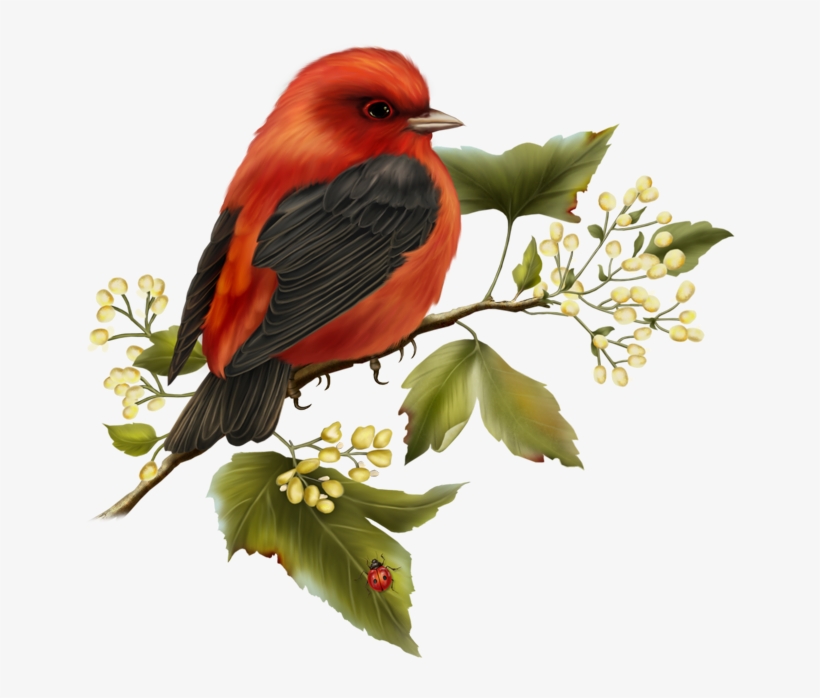 Red And Black Bird Free Clipart - Free Clip Art Birds, transparent png