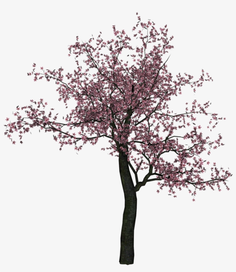 Cherry Tree Png Image - Cherry Blossom Tree Png, transparent png