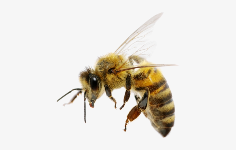 Bee Png High-quality Image - National Honeybee Day 2017, transparent png
