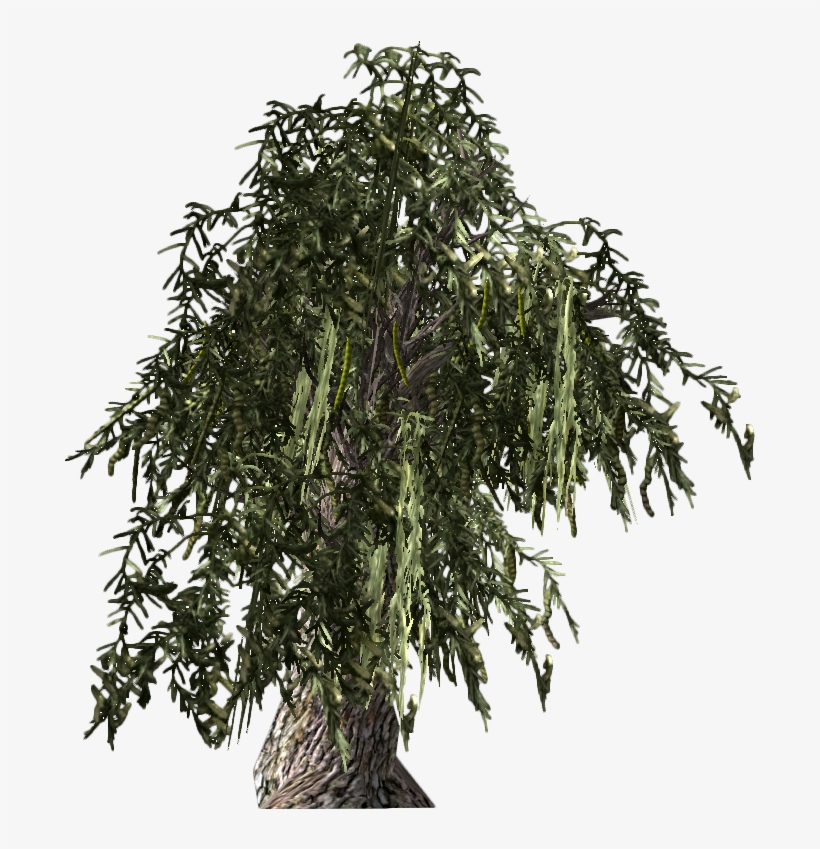 Honeymesquite-plant - Video Game, transparent png