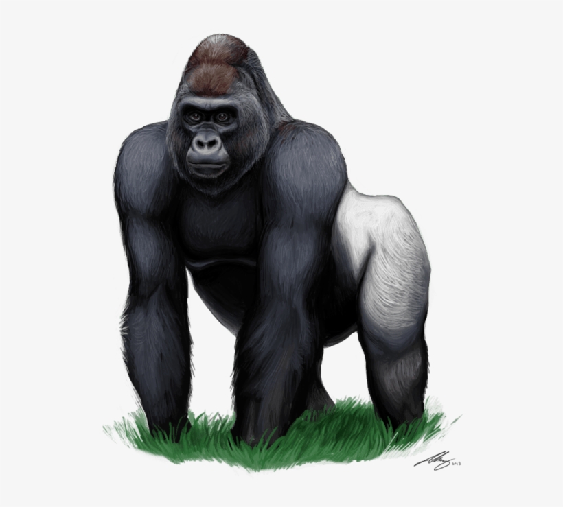 Gorilla Png Clipart, transparent png