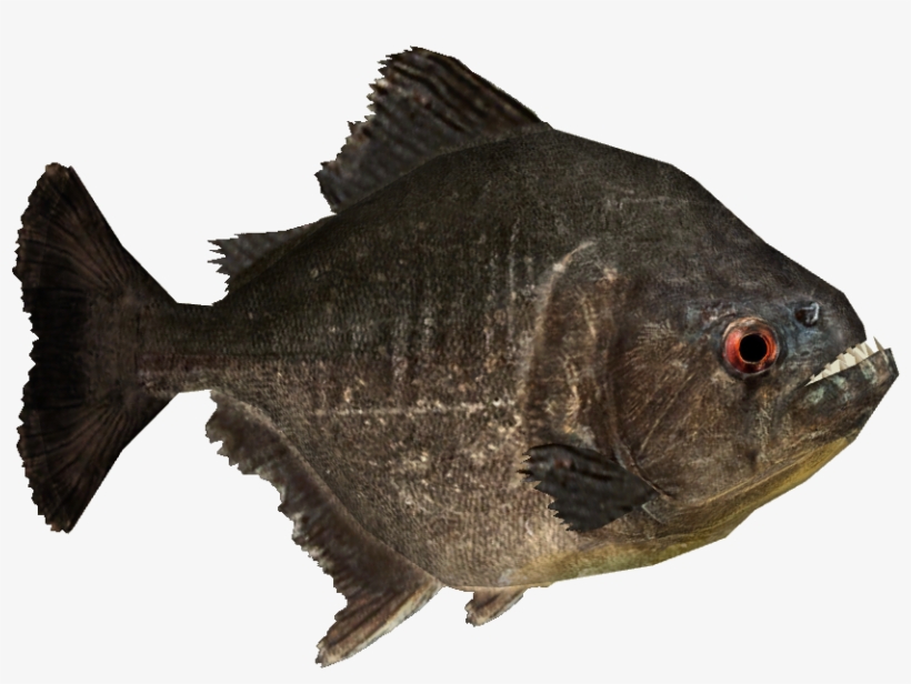 Piranha Png Picture - Wiki, transparent png