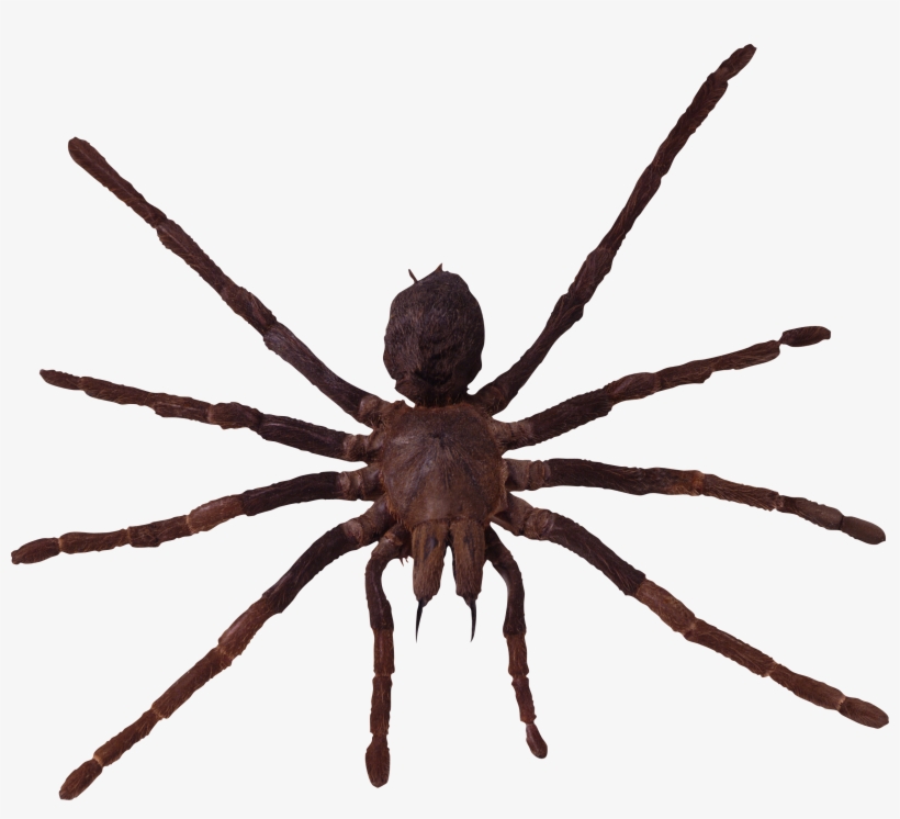 River Spiders In Michigan, transparent png