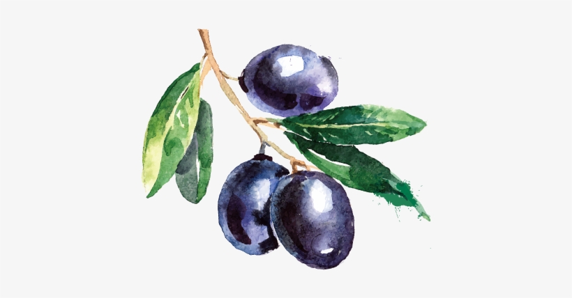 Olive Branch Painting Delicious Blueberry Transprent - Portable Wood Wooden Amazing Desk Toy Fun Mokuru Dimensional, transparent png