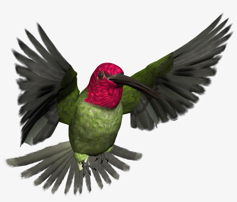 Free High Resolution Graphics And Clip Art - High Resolution Bird Art, transparent png