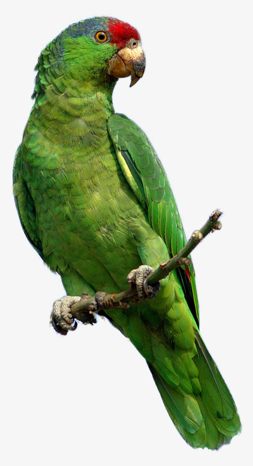 Pete The Parrot - Songbirds Calendar 2018: 16 Month Calendar, transparent png