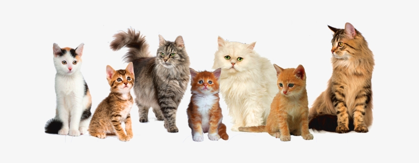 Cat Png Image - Cats Png, transparent png