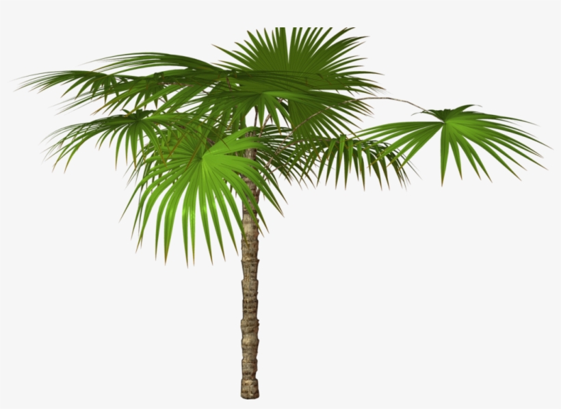 Jungle Tree Png Free Download - Пальма Ветка Пнг, transparent png
