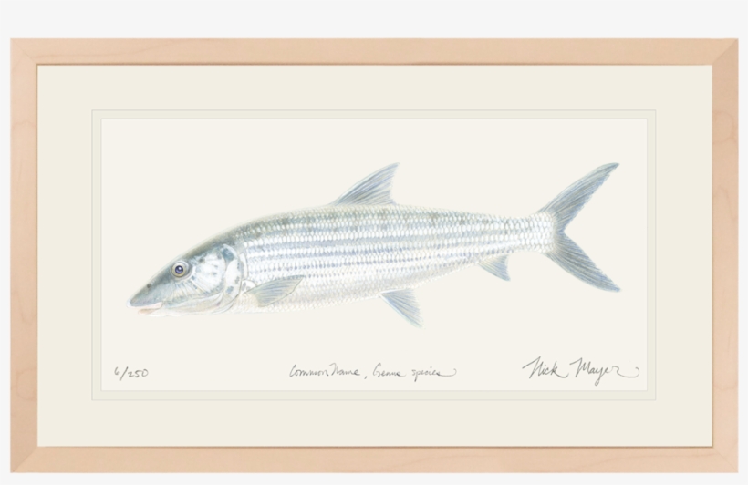 Bonefish Original Watercolor Painting - Watercolor Painting, transparent png