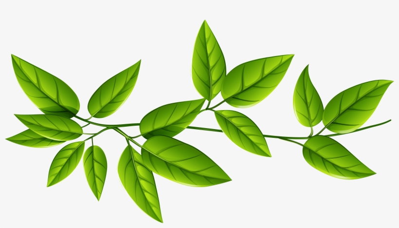 Green Leaves Background Png, transparent png