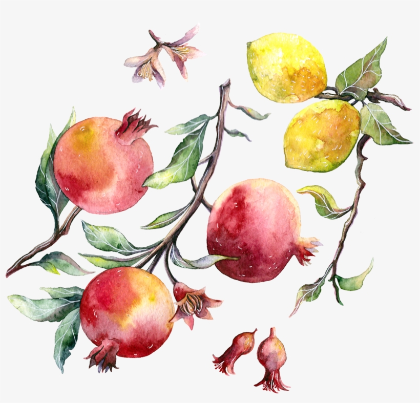 Fruits On Behance - Drawing Pomegranate, transparent png