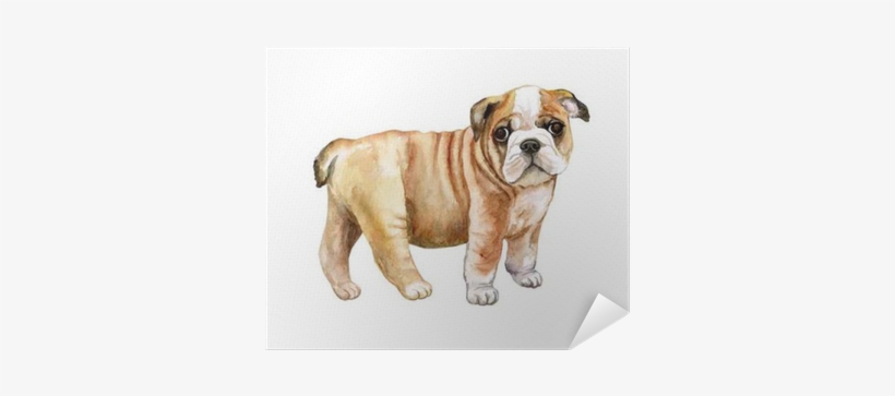 Watercolor English Bulldog Puppy Isolated On Whit Background - Bulldog, transparent png