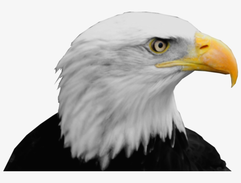Bald Eagle Png - Bald Eagle Head Png, transparent png